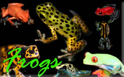 Link to available Dart Frogs