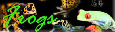 Dart Frogs
