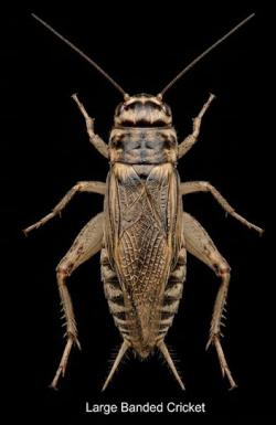 Crickets: LG .75 - 1in (12) a dozen 