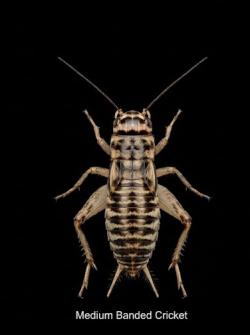 Crickets: Medium ~1/2
