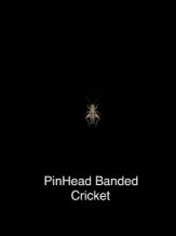 Crickets: PinHead Size (Tiny)  (x200)  Special Order 3-5 days
