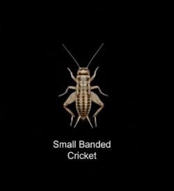 Crickets: SM ~2mm (12) a dozen 
