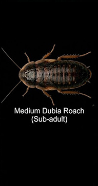 Dubia MED 12 count