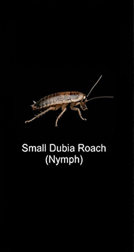Dubia SM 1/4