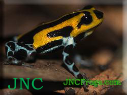 Dart Frog: Ranitomeya Highland Sirensis