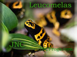 Dart Frog: Dendrobates Leucomelas Nominal (Bumble Bee)