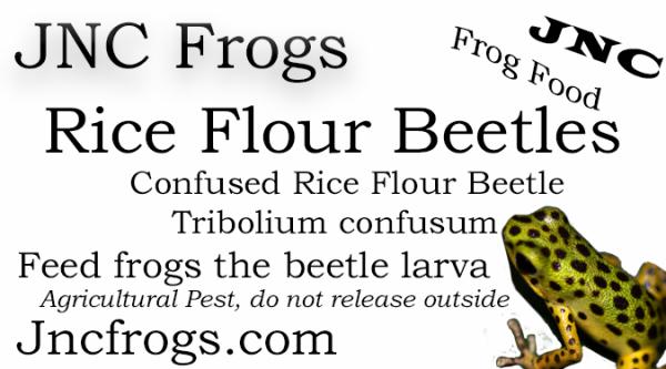 JNC Frogs -Frog Food: Rice Flour Beetles